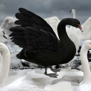 PETER OBI THE BLACK SWAN