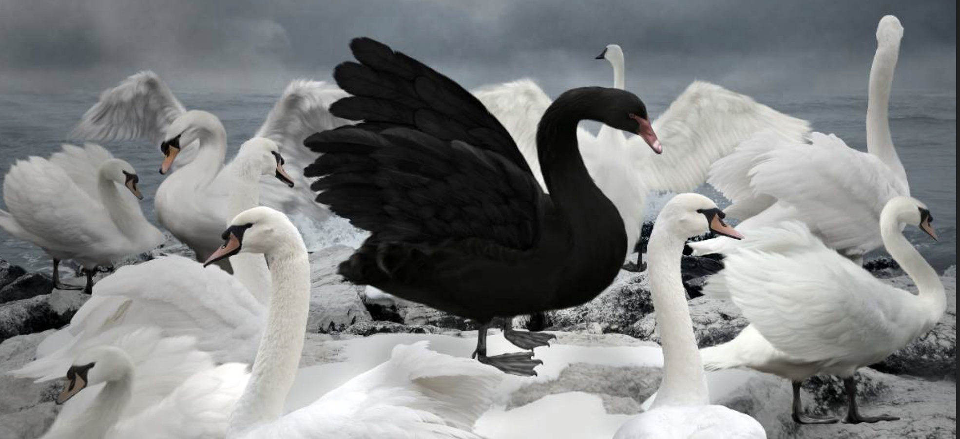 You are currently viewing PETER OBI THE BLACK SWAN